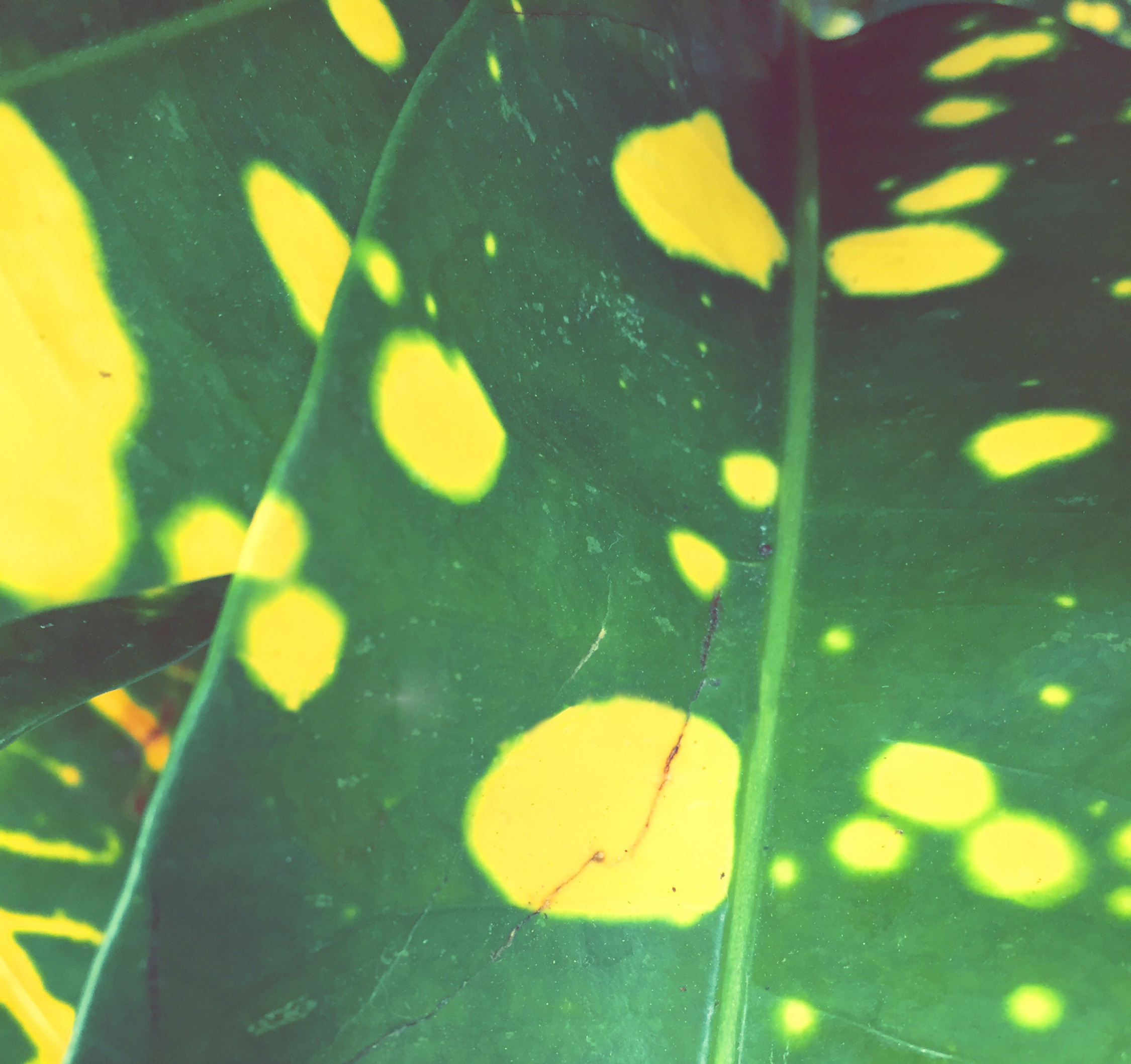 LAS PLANTAS SIENTEN Y LLORAN