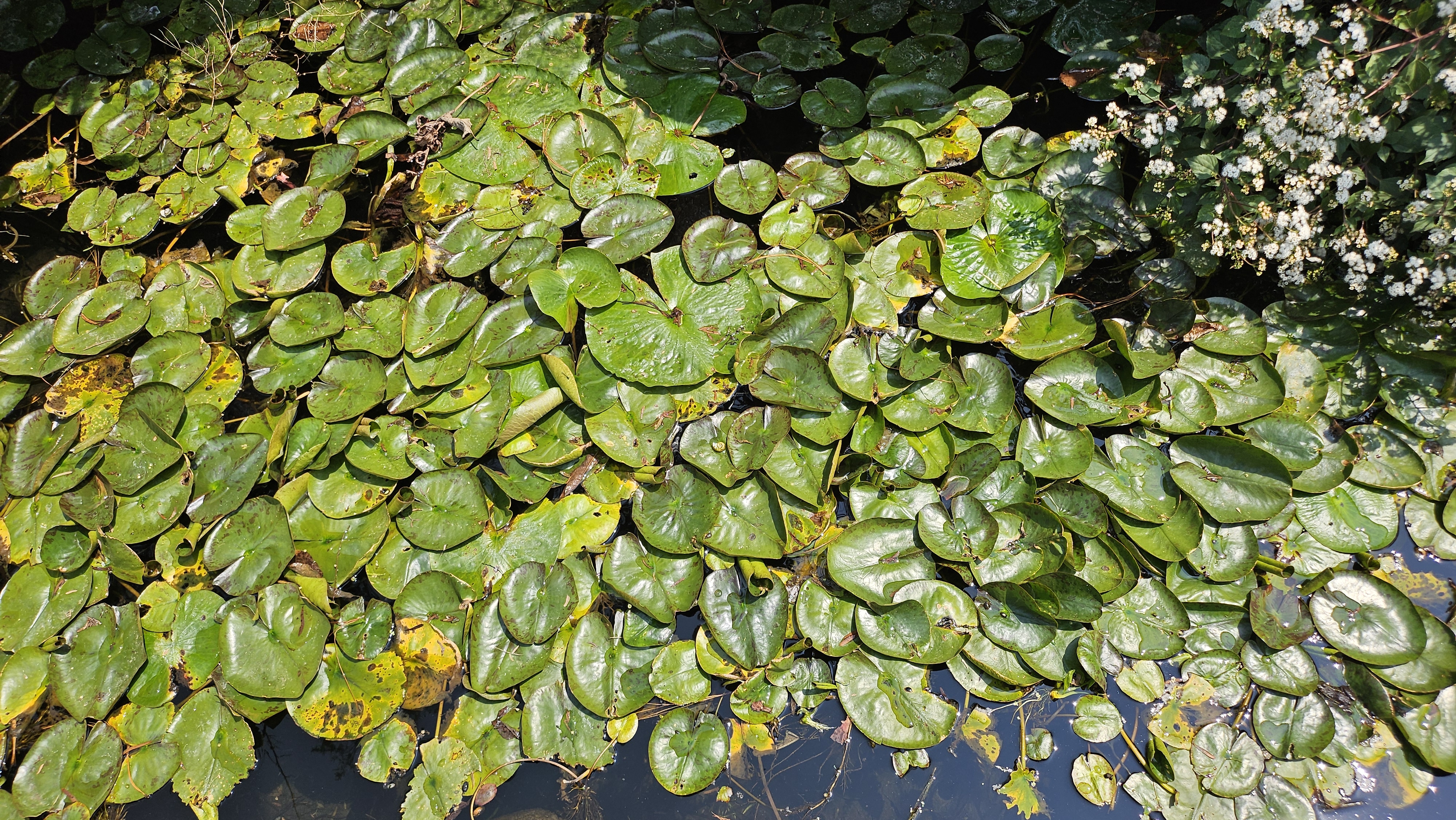 EL JARDÍN BOTÁNICO DE LA UNAM