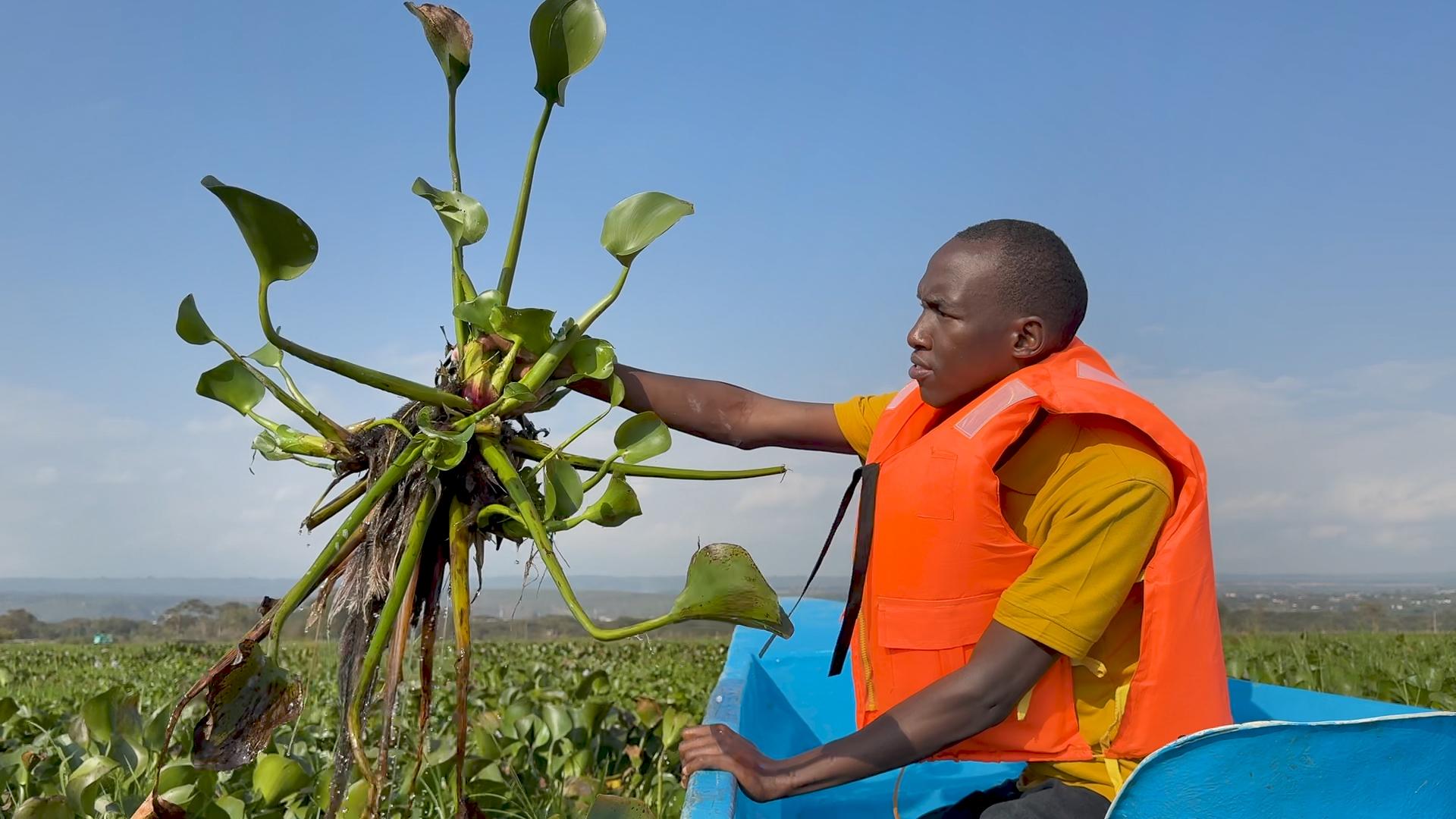 Joseph Nguthiru: el estudiante que convirtió una planta invasora en empaques biodegradables